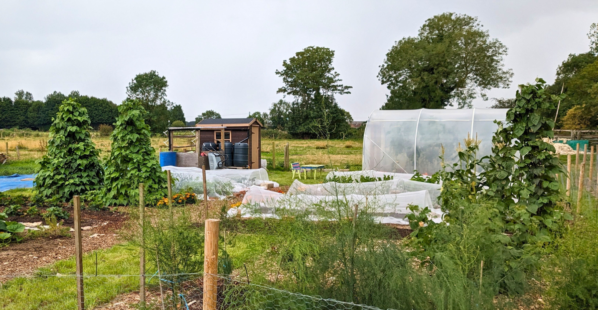 Polytunnel on allotment